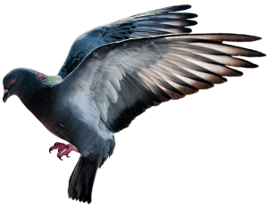 pigeon-fly